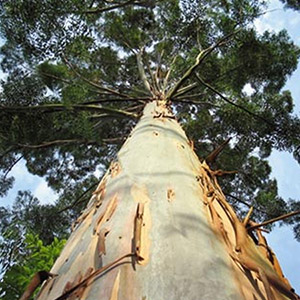 Vantagens de um eficiente gerenciamento ambiental